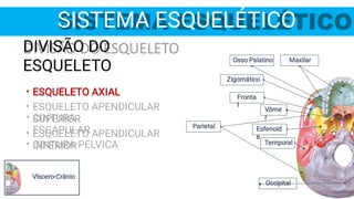 Osso Palatino
Occipital
Temporal
Esfenoid
e
Fronta
l
Maxilar
Parietal
Vôme
r
Zigomático
SISTEMA ESQUELÉTICO
Víscero-Crânio
•
•
•
DIVISÃO DO
ESQUELETO
ESQUELETO AXIAL
ESQUELETO APENDICULAR
SUPERIOR
ESQUELETO APENDICULAR
INFERIOR
•
•
CINTURA
ESCAPULAR
CINTURA PELVICA
 
