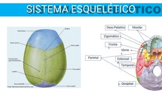 Osso Palatino
Occipital
Temporal
Esfenoid
e
Fronta
l
Maxilar
Parietal
Vôme
r
Zigomático
SISTEMA ESQUELÉTICO
 