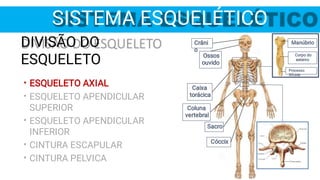 SISTEMA ESQUELÉTICO
•
•
•
•
•
DIVISÃO DO
ESQUELETO
ESQUELETO AXIAL
ESQUELETO APENDICULAR
SUPERIOR
ESQUELETO APENDICULAR
INFERIOR
CINTURA ESCAPULAR
CINTURA PELVICA
Coluna
vertebral
Crâni
o
Sacro
Cóccix
Manúbrio
Corpo do
esterno
Processo
Xifoide
Caixa
torácica
Ossos
ouvido
 