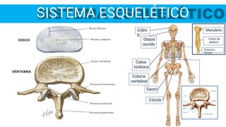 SISTEMA ESQUELÉTICO
Coluna
vertebral
Crâni
o
Sacro
Cóccix
Manúbrio
Corpo do
esterno
Processo
Xifoide
Caixa
torácica
Ossos
ouvido
 