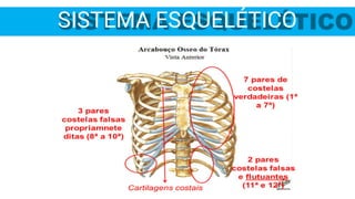 SISTEMA ESQUELÉTICO
 
