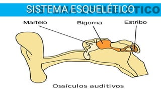 SISTEMA ESQUELÉTICO
 
