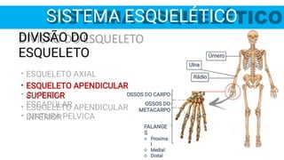 Úmero
Rádio
Ulna
OSSOS DO CARPO
OSSOS DO
METACARPO
o
o
o
FALANGE
S
Proxima
l
Medial
Distal
SISTEMA ESQUELÉTICO
•
•
•
DIVISÃO DO
ESQUELETO
ESQUELETO AXIAL
ESQUELETO APENDICULAR
SUPERIOR
ESQUELETO APENDICULAR
INFERIOR
•
•
CINTURA
ESCAPULAR
CINTURA PELVICA
 