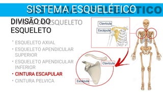 Clavícula
Escápula
Escápula
Clavícula
SISTEMA ESQUELÉTICO
•
•
•
•
•
DIVISÃO DO
ESQUELETO
ESQUELETO AXIAL
ESQUELETO APENDICULAR
SUPERIOR
ESQUELETO APENDICULAR
INFERIOR
CINTURA ESCAPULAR
CINTURA PELVICA
 