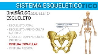OSSO DO QUADRIL
(Ilíacos)
•
•
•
•
•
DIVISÃO DO
ESQUELETO
ESQUELETO AXIAL
ESQUELETO APENDICULAR
SUPERIOR
ESQUELETO APENDICULAR
INFERIOR
CINTURA ESCAPULAR
CINTURA PELVICA
SISTEMA ESQUELÉTICO
 