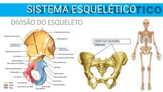 OSSO DO QUADRIL
(Ilíacos)
SISTEMA ESQUELÉTICO
 