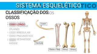 Costel
a
SISTEMA ESQUELÉTICO
•
CLASSIFICAÇÃO DOS
OSSOS
OSSO LONGO
•
•
•
•
•
OSSO CURTO
OSSO LAMINAR
(PLANO)
OSSO IRREGULAR
OSSO PNEUMÁTICO
OSSO SESAMÓIDE
• OSSO
HIÓIDE
Fíbula e Tíbia Fêmur Úmero
Clavícula
 