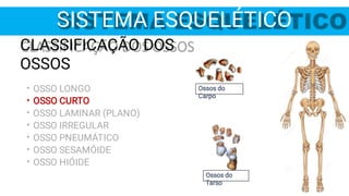 Ossos do
Carpo
Ossos do
Tarso
SISTEMA ESQUELÉTICO
•
•
•
•
•
•
•
CLASSIFICAÇÃO DOS
OSSOS
OSSO LONGO
OSSO CURTO
OSSO LAMINAR (PLANO)
OSSO IRREGULAR
OSSO PNEUMÁTICO
OSSO SESAMÓIDE
OSSO HIÓIDE
 