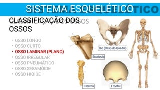 Ílio (Osso do Quadril)
Esterno Frontal
Escápula
SISTEMA ESQUELÉTICO
•
•
•
•
•
•
•
CLASSIFICAÇÃO DOS
OSSOS
OSSO LONGO
OSSO CURTO
OSSO LAMINAR (PLANO)
OSSO IRREGULAR
OSSO PNEUMÁTICO
OSSO SESAMÓIDE
OSSO HIÓIDE
 