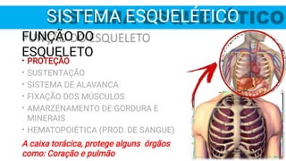 SISTEMA ESQUELÉTICO
FUNÇÃO DO
ESQUELETO
•
•
•
•
•
•
PROTEÇÃO
SUSTENTAÇÃO
SISTEMA DE ALAVANCA
FIXAÇÃO DOS MÚSCULOS
AMARZENAMENTO DE GORDURA E
MINERAIS
HEMATOPOIÉTICA (PROD. DE SANGUE)
A caixa torácica, protege alguns órgãos
como: Coração e pulmão
 