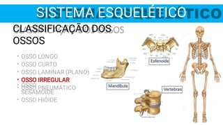 Esfenoide
Mandíbula
•
•
•
•
•
CLASSIFICAÇÃO DOS
OSSOS
OSSO LONGO
OSSO CURTO
OSSO LAMINAR (PLANO)
OSSO IRREGULAR
OSSO PNEUMÁTICO
•
•
OSSO
SESAMÓIDE
OSSO HIÓIDE
SISTEMA ESQUELÉTICO
Vertebras
 
