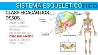SISTEMA ESQUELÉTICO
Osso
Temporal
Osso
Frontal
Osso Esfenoide
Maxilar
CLASSIFICAÇÃO DOS
OSSOS
•
•
•
•
•
•
•
OSSO LONGO
OSSO CURTO
OSSO LAMINAR
(PLANO)
OSSO IRREGULAR
OSSO PNEUMÁTICO
OSSO SESAMÓIDE
OSSO HIÓIDE
 