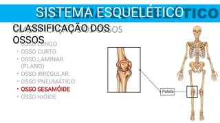 Patela
SISTEMA ESQUELÉTICO
CLASSIFICAÇÃO DOS
OSSOS
•
•
•
•
•
•
•
OSSO LONGO
OSSO CURTO
OSSO LAMINAR
(PLANO)
OSSO IRREGULAR
OSSO PNEUMÁTICO
OSSO SESAMÓIDE
OSSO HIÓIDE
 