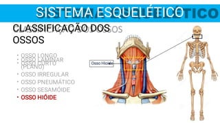 Osso Hioide
SISTEMA ESQUELÉTICO
•
•
CLASSIFICAÇÃO DOS
OSSOS
OSSO LONGO
OSSO CURTO
•
•
•
•
•
OSSO LAMINAR
(PLANO)
OSSO IRREGULAR
OSSO PNEUMÁTICO
OSSO SESAMÓIDE
OSSO HIÓIDE
 