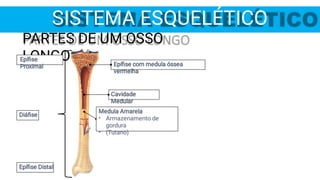 SISTEMA ESQUELÉTICO
PARTES DE UM OSSO
LONGO
Epíﬁse
Proximal
Diáﬁse
Epíﬁse Distal
Cavidade
Medular
Epíﬁse com medula óssea
vermelha
•
•
Medula Amarela
Armazenamento de
gordura
(Tutano)
 
