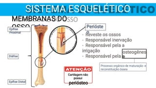 SISTEMA ESQUELÉTICO
MEMBRANAS DO
OSSO
Epíﬁse
Proximal
Diáﬁse
Epíﬁse Distal
‐ Reveste os ossos
‐ Responsável inervação
‐ Responsável pela a
irrigação
‐ Responsável pela a
Perióste
o
Cartilagem não
possui
periósteo
osteogênes
e
Processo orgânico de maturação e
reconstituição óssea
 
