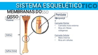 SISTEMA ESQUELÉTICO
Epíﬁse
Proximal
Diáﬁse
Epíﬁse Distal
Perióste
o
Composiçã
o
•
•
•
•
Camada Fibrilar
Camada mais externa
Rica em ﬁbras
colágenas
Camada Celular
Mais interna
Rica em células
MEMBRANAS DO
OSSO
 