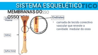 SISTEMA ESQUELÉTICO
Epíﬁse
Proximal
Diáﬁse
Epíﬁse Distal
•
Endósteo
camada de tecido conectivo
vascular que reveste a
cavidade medular do osso
MEMBRANAS DO
OSSO
 