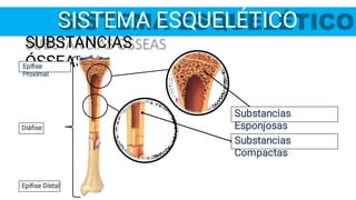 SISTEMA ESQUELÉTICO
SUBSTANCIAS
ÓSSEAS
Epíﬁse
Proximal
Diáﬁse
Epíﬁse Distal
Substancias
Compactas
Substancias
Esponjosas
 
