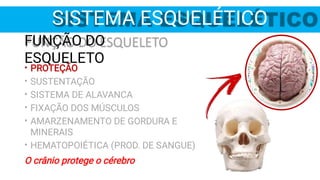 FUNÇÃO DO
ESQUELETO
•
•
•
•
•
•
PROTEÇÃO
SUSTENTAÇÃO
SISTEMA DE ALAVANCA
FIXAÇÃO DOS MÚSCULOS
AMARZENAMENTO DE GORDURA E
MINERAIS
HEMATOPOIÉTICA (PROD. DE SANGUE)
O crânio protege o cérebro
SISTEMA ESQUELÉTICO
 