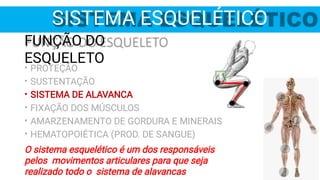 SISTEMA ESQUELÉTICO
•
•
•
•
•
•
PROTEÇÃO
SUSTENTAÇÃO
SISTEMA DE ALAVANCA
FIXAÇÃO DOS MÚSCULOS
AMARZENAMENTO DE GORDURA E MINERAIS
HEMATOPOIÉTICA (PROD. DE SANGUE)
O sistema esquelético é um dos responsáveis
pelos movimentos articulares para que seja
realizado todo o sistema de alavancas
FUNÇÃO DO
ESQUELETO
 