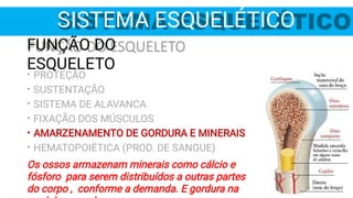 SISTEMA ESQUELÉTICO
FUNÇÃO DO
ESQUELETO
•
•
•
•
•
•
PROTEÇÃO
SUSTENTAÇÃO
SISTEMA DE ALAVANCA
FIXAÇÃO DOS MÚSCULOS
AMARZENAMENTO DE GORDURA E MINERAIS
HEMATOPOIÉTICA (PROD. DE SANGUE)
Os ossos armazenam minerais como cálcio e
fósforo para serem distribuídos a outras partes
do corpo , conforme a demanda. E gordura na
 