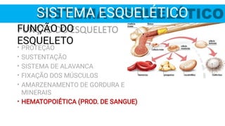 SISTEMA ESQUELÉTICO
FUNÇÃO DO
ESQUELETO
•
•
•
•
•
•
PROTEÇÃO
SUSTENTAÇÃO
SISTEMA DE ALAVANCA
FIXAÇÃO DOS MÚSCULOS
AMARZENAMENTO DE GORDURA E
MINERAIS
HEMATOPOIÉTICA (PROD. DE SANGUE)
 