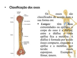 •   Classificação dos ossos
                                Os        ossos      são
                         classificados de acordo com a
                         sua forma em:
                          Longos:         têm      duas
                            extremidades ou epífises; o
                            corpo do osso é a diáfise;
                            entre a diáfise e cada
                            epífise fica a metáfise. A
                            diáfise é formada por tecido
                            ósseo compacto, enquanto a
                            epífise e a metáfise, por
                            tecido                 ósseo
                            esponjoso.        Exemplos:
                            fémur, úmero.
 