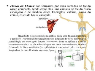  Planos ou Chatos: são formados por duas camadas de tecido
  ósseo compacto, tendo entre elas uma camada de tecido ósseo
  esponjoso e de medula óssea Exemplos: esterno, ossos do
  crânio, ossos da bacia, escápula.




            Revestindo o osso compacto na diáfise, existe uma delicada membrana
 - o periósteo - responsável pelo crescimento em espessura do osso e também pela
 consolidação dos ossos após fraturas (calo ósseo). Entre as epífises e a diáfise
 encontra-se um disco ou placa de cartilagem nos ossos em crescimento, tal disco
 é chamado de disco metafisário (ou epifisário) e é responsável pelo crescimento
 longitudinal do osso. O interior dos ossos é preenchido pela medula óssea.
 