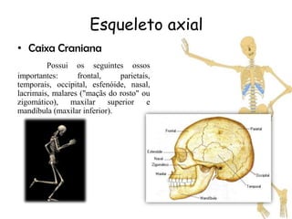 Esqueleto axial
• Caixa Craniana
         Possui os seguintes ossos
importantes:      frontal,    parietais,
temporais, occipital, esfenóide, nasal,
lacrimais, malares ("maçãs do rosto" ou
zigomático),    maxilar    superior    e
mandíbula (maxilar inferior).
 