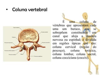 • Coluna vertebral

                            É uma coluna de
                     vértebras que apresentam cada
                     uma um buraco, que se
                     sobrepõem constituindo um
                     canal que aloja a medula
                     nervosa ou espinhal; é dividida
                     em regiões típicas que são:
                     coluna cervical (região do
                     pescoço),    coluna     torácica,
                     coluna lombar, coluna sacral,
                     coluna cocciciana (coccix).
 