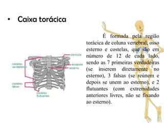 • Caixa torácica
                           É formada pela região
                   torácica de coluna vertebral, osso
                   esterno e costelas, que são em
                   número de 12 de cada lado,
                   sendo as 7 primeiras verdadeiras
                   (se inserem diretamente no
                   esterno), 3 falsas (se reúnem e
                   depois se unem ao esterno), e 2
                   flutuantes (com extremidades
                   anteriores livres, não se fixando
                   ao esterno).
 