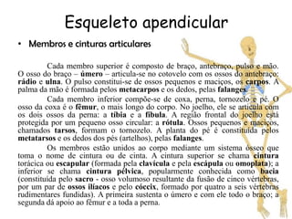 Esqueleto apendicular
• Membros e cinturas articulares

         Cada membro superior é composto de braço, antebraço, pulso e mão.
O osso do braço – úmero – articula-se no cotovelo com os ossos do antebraço:
rádio e ulna. O pulso constitui-se de ossos pequenos e maciços, os carpos. A
palma da mão é formada pelos metacarpos e os dedos, pelas falanges.
         Cada membro inferior compõe-se de coxa, perna, tornozelo e pé. O
osso da coxa é o fêmur, o mais longo do corpo. No joelho, ele se articula com
os dois ossos da perna: a tíbia e a fíbula. A região frontal do joelho está
protegida por um pequeno osso circular: a rótula. Ossos pequenos e maciços,
chamados tarsos, formam o tornozelo. A planta do pé é constituída pelos
metatarsos e os dedos dos pés (artelhos), pelas falanges.
         Os membros estão unidos ao corpo mediante um sistema ósseo que
toma o nome de cintura ou de cinta. A cintura superior se chama cintura
torácica ou escapular (formada pela clavícula e pela escápula ou omoplata); a
inferior se chama cintura pélvica, popularmente conhecida como bacia
(constituída pelo sacro - osso volumoso resultante da fusão de cinco vértebras,
por um par de ossos ilíacos e pelo cóccix, formado por quatro a seis vértebras
rudimentares fundidas). A primeira sustenta o úmero e com ele todo o braço; a
segunda dá apoio ao fêmur e a toda a perna.
 