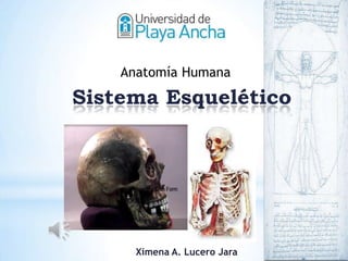 Anatomía Humana

Sistema Esquelético




      Ximena A. Lucero Jara
 