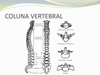 COLUNA VERTEBRAL
 