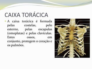 CAIXA TORÁCICA
 A caixa torácica é formada
 pelas       costelas,      pelo
 esterno,    pelas     escapulas
 (omoplatas) e pelas clavículas.
 Estes         ossos,        em
 conjunto, protegem o coração e
 os pulmões.
 