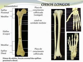 (extremidades)
                                                 OSSOS LONGOS
                                      Placa de
Epífise                             crescimento
Proximal                             calficicada
                                     (vestigial)
Metáfise
                                     canal ou
                                 cavidade medular



  Diáfise
  (Corpo)




Metáfise
                                      Placa de
Epífise                             crescimento
Distal                               calficicada

  Fêmur de adulto: Secção coronal das epífises
  proximal e distal.
 