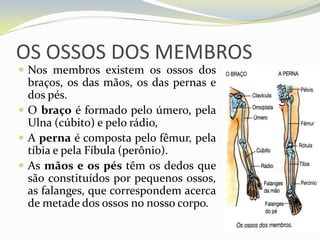 OS OSSOS DOS MEMBROS
 Nos membros existem os ossos dos
  braços, os das mãos, os das pernas e
  dos pés.
 O braço é formado pelo úmero, pela
  Ulna (cúbito) e pelo rádio,
 A perna é composta pelo fêmur, pela
  tíbia e pela Fíbula (perônio).
 As mãos e os pés têm os dedos que
  são constituídos por pequenos ossos,
  as falanges, que correspondem acerca
  de metade dos ossos no nosso corpo.
 