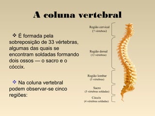 A coluna vertebral
                                    Região cervical
                                     (7 vértebras)
  É formada pela
sobreposição de 33 vértebras,
algumas das quais se                Região dorsal
encontram soldadas formando          (12 vértebras)

dois ossos — o sacro e o
cóccix.
                                   Região lombar
                                     (5 vértebras)
  Na coluna vertebral
podem observar-se cinco                 Sacro
                                (5 vértebras soldadas)
regiões:                              Cóccix
                                (4 vértebras soldadas)
 