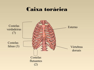 Caixa torácica

 Costelas                      Esterno
verdadeiras
    (7)


Costelas
falsas (3)                      Vértebras
                                 dorsais

                Costelas
               flutuantes
                   (2)
 