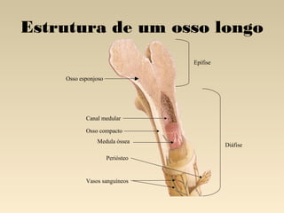 Estrutura de um osso longo
                                 Epífise

    Osso esponjoso




           Canal medular

           Osso compacto
               Medula óssea
                                           Diáfise

                     Periósteo


           Vasos sanguíneos
 