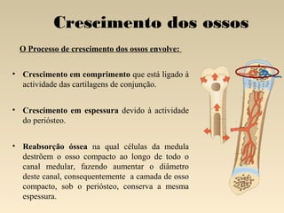 Crescimento dos ossos
 O Processo de crescimento dos ossos envolve:


• Crescimento em comprimento que está ligado à
  actividade das cartilagens de conjunção.


• Crescimento em espessura devido à actividade
  do periósteo.


• Reabsorção óssea na qual células da medula
  destrõem o osso compacto ao longo de todo o
  canal medular, fazendo aumentar o diâmetro
  deste canal, consequentemente a camada de osso
  compacto, sob o periósteo, conserva a mesma
  espessura.
 
