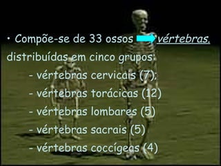 Compõe-se de 33 ossos  vértebras. distribuídas em cinco grupos: - vértebras cervicais (7); - vértebras torácicas (12) - vértebras lombares (5) - vértebras sacrais (5) - vértebras coccígeas (4) 