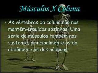 Músculos X Coluna As vértebras da coluna não nos mantêm erguidos sozinhas. Uma série de músculos também nos sustenta, principalmente os do abdômen e os das nádegas.  