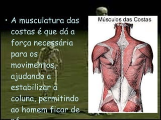 A musculatura das costas é que dá a força necessária para os movimentos, ajudando a estabilizar a coluna, permitindo ao homem ficar de pé. 