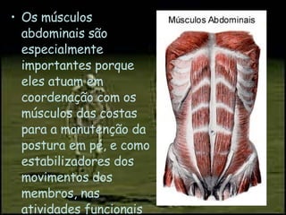 Os músculos abdominais são especialmente importantes porque eles atuam em coordenação com os músculos das costas para a manutenção da postura em pé, e como estabilizadores dos movimentos dos membros, nas atividades funcionais do homem. 