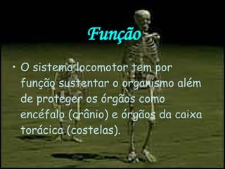 Função O sistema locomotor tem por função sustentar o organismo além de proteger os órgãos como encéfalo (crânio) e órgãos da caixa torácica (costelas). 