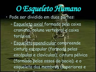 O Esqueleto Humano Pode ser dividido em duas partes: Esqueleto axial  formado pela caixa craniana, coluna vertebral e caixa toráxica; Esqueleto apendicular  compreende cintura escapular (formada pelas escápulas e clavículas); cintura pélvica (formada pelos ossos da bacia); e o esqueleto dos membros (superiores e inferiores). 