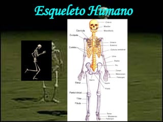 Esqueleto Humano 