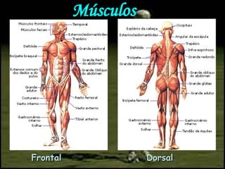 Músculos Frontal Dorsal 